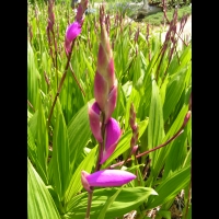 Bletilla Striata (fam. Orchidacees) (Chine) (03)